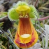 Abriachan Nurseries - calceolaria fothergillii - lady's slipper